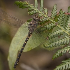 Austroaeschna obscura (Sydney Mountain Darner) at Monga, NSW - 16 Jan 2022 by trevsci