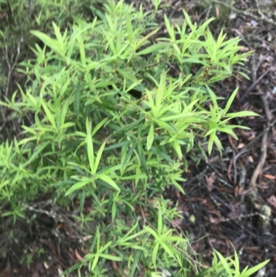 Leucopogon affinis (Lance Beard-heath) at Harolds Cross, NSW - 15 Jan 2022 by Tapirlord