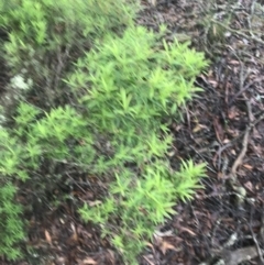 Leucopogon affinis at Harolds Cross, NSW - 15 Jan 2022