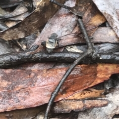 Bobilla sp. (genus) (A Small field cricket) at Tallaganda National Park - 14 Jan 2022 by Tapirlord