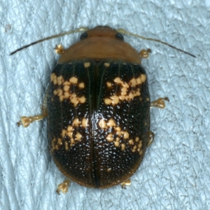 Paropsis aspera at Hackett, ACT - 14 Jan 2022