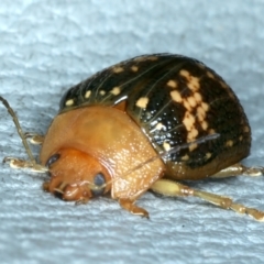 Paropsis aspera at Hackett, ACT - 14 Jan 2022