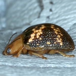 Paropsis aspera at Hackett, ACT - 14 Jan 2022