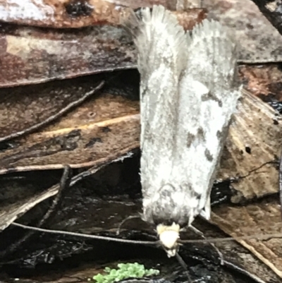 Oecophoridae (family) (Unidentified Oecophorid concealer moth) at Tallaganda National Park - 14 Jan 2022 by Tapirlord