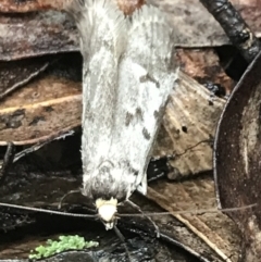 Oecophoridae (family) at Captains Flat, NSW - 15 Jan 2022 09:46 AM