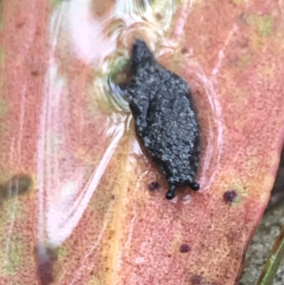 Cystopelta astra (Snowy Mountains Humpback Slug) at Captains Flat, NSW - 14 Jan 2022 by Tapirlord