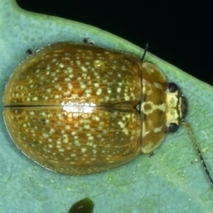 Paropsisterna cloelia (Eucalyptus variegated beetle) at Hackett, ACT - 14 Jan 2022 by jb2602