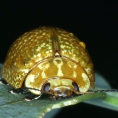 Paropsisterna cloelia at Hackett, ACT - 14 Jan 2022 11:20 AM