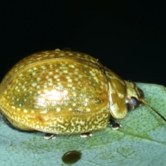 Paropsisterna cloelia at Hackett, ACT - 14 Jan 2022 11:20 AM