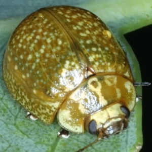 Paropsisterna cloelia at Hackett, ACT - 14 Jan 2022