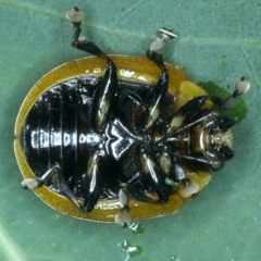 Paropsisterna cloelia at Hackett, ACT - 14 Jan 2022 11:20 AM