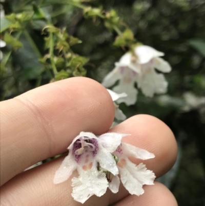 Prostanthera lasianthos (Victorian Christmas Bush) at Harolds Cross, NSW - 15 Jan 2022 by Tapirlord