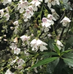 Prostanthera lasianthos at Harolds Cross, NSW - 15 Jan 2022 09:55 AM