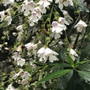 Prostanthera lasianthos at Harolds Cross, NSW - 15 Jan 2022 09:55 AM