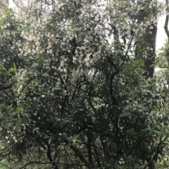 Prostanthera lasianthos at Harolds Cross, NSW - 15 Jan 2022 09:55 AM