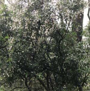 Prostanthera lasianthos at Harolds Cross, NSW - 15 Jan 2022 09:55 AM