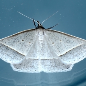 Epidesmia perfabricata at Ainslie, ACT - 21 Jan 2021