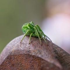 Sidymella sp. (genus) (A crab spider) at Kambah, ACT - 16 Jan 2022 by Cornishinoz