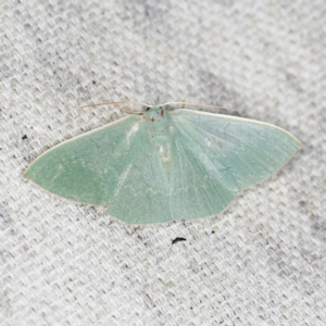 Maxates (genus) at O'Connor, ACT - 16 Jan 2022