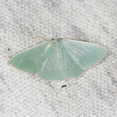 Maxates (genus) (An Emerald moth) at O'Connor, ACT - 16 Jan 2022 by ibaird