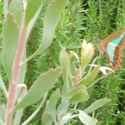 Graphium choredon (Blue Triangle) at Berry, NSW - 17 Jan 2022 by Username279