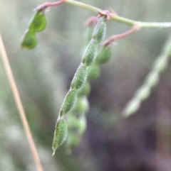 Grona varians (Slender Tick-Trefoil) at Watson, ACT - 17 Jan 2022 by waltraud