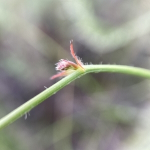 Grona varians at Watson, ACT - 17 Jan 2022 12:46 PM