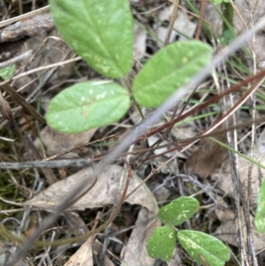 Grona varians at Watson, ACT - 17 Jan 2022 12:46 PM