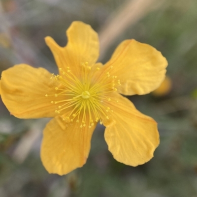 Hypericum gramineum (Small St Johns Wort) at Mount Majura - 16 Jan 2022 by waltraud