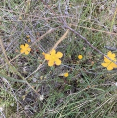 Hypericum gramineum at Watson, ACT - 17 Jan 2022