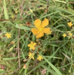 Hypericum gramineum at Watson, ACT - 17 Jan 2022