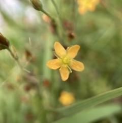 Hypericum gramineum at Watson, ACT - 17 Jan 2022 10:22 AM