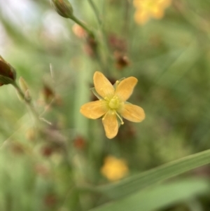 Hypericum gramineum at Watson, ACT - 17 Jan 2022