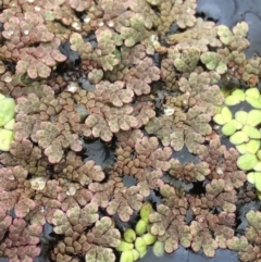 Azolla rubra (Red Water Fern) at Wollogorang, NSW - 5 Dec 2021 by NedJohnston