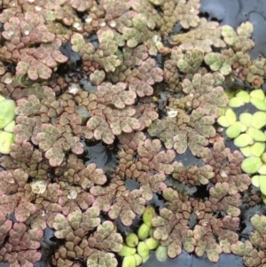 Azolla rubra at Wollogorang, NSW - 5 Dec 2021