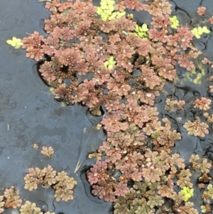 Azolla rubra at Wollogorang, NSW - 5 Dec 2021