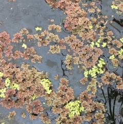 Azolla rubra at Wollogorang, NSW - 5 Dec 2021