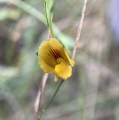 Zornia dyctiocarpa var. dyctiocarpa (Zornia) at Watson, ACT - 17 Jan 2022 by waltraud