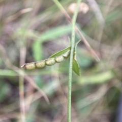 Zornia dyctiocarpa var. dyctiocarpa at Watson, ACT - 17 Jan 2022