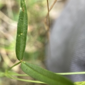 Zornia dyctiocarpa var. dyctiocarpa at Watson, ACT - 17 Jan 2022