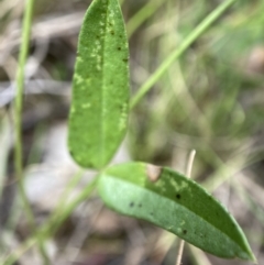 Zornia dyctiocarpa var. dyctiocarpa at Watson, ACT - 17 Jan 2022