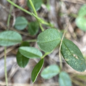 Zornia dyctiocarpa var. dyctiocarpa at Watson, ACT - 17 Jan 2022