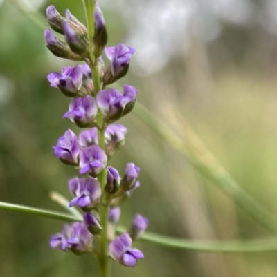 Cullen tenax (Tough Scurf-Pea) at Watson, ACT - 17 Jan 2022 by waltraud