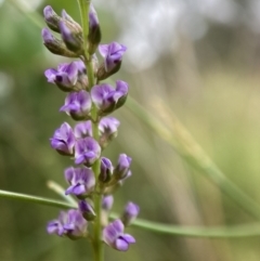 Cullen tenax (Tough Scurf-Pea) at Watson, ACT - 17 Jan 2022 by waltraud