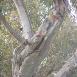 Callocephalon fimbriatum at O'Malley, ACT - 11 Jan 2022