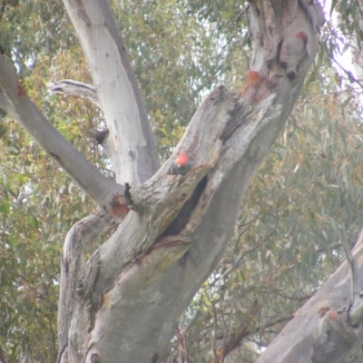 Callocephalon fimbriatum (Gang-gang Cockatoo) at O'Malley, ACT - 11 Jan 2022 by MichaelMulvaney