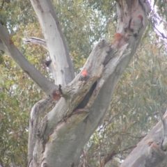 Callocephalon fimbriatum at O'Malley, ACT - 11 Jan 2022