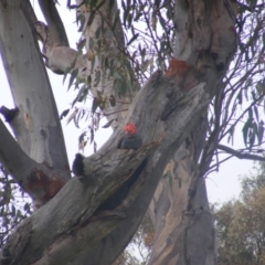 Callocephalon fimbriatum at O'Malley, ACT - 11 Jan 2022