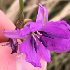 Arthropodium fimbriatum (Nodding Chocolate Lily) at Wollogorang, NSW - 4 Dec 2021 by Ned_Johnston