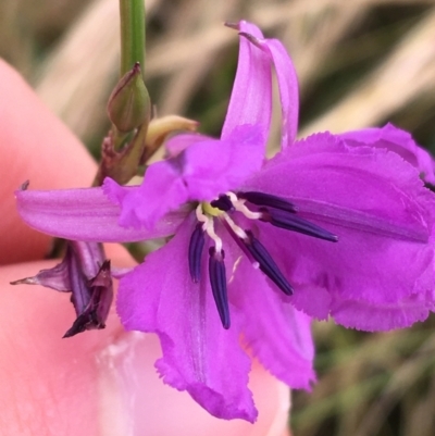 Arthropodium fimbriatum (Nodding Chocolate Lily) at Wollogorang, NSW - 4 Dec 2021 by Ned_Johnston